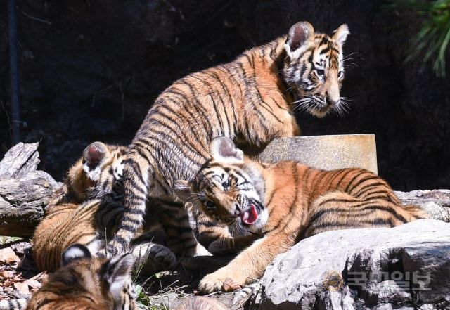 "우리 나왔어요" 30일 경기도 용인시 에버랜드 동물원에서 아기 한국호랑이 5남매(아름·다운·우리·나라·강산)가 언론에 공개되고 있다.