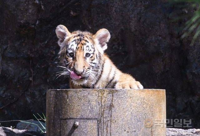 "물 맛 좋다" 아기 호랑이가 물통 안에 들어가 물을 마시고 있다.