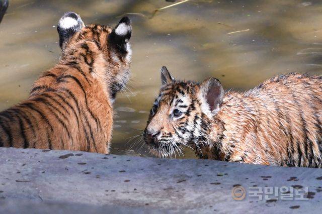 물에 흠뻑 젖은 아기 호랑이들.