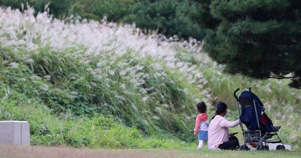 30일은 오전까지 남부 지방 곳곳에 비가 내리다 차차 개면서 오후에는 전국이 대체로 맑겠다. 사진은 선선한 가을 날씨를 보인 지난 28일 오후 경기도 수원시 팔달구 화서문 인근에 한 시민이 아이와 함께 갈대숲을 바라보는 모습. /사진=뉴스1