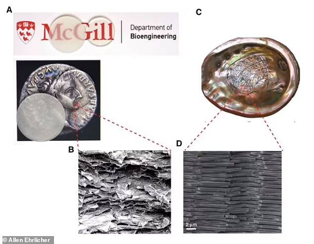 굴절률을 변경하기 전과 후의 새로운 유리 소재(A)와 새로운 유리 소재의 미세 구조(B), 조개껍질 안쪽의 진주층(C) 그리고 그 층의 미세 구조를 나타낸 이미지.(사진=맥길대)
