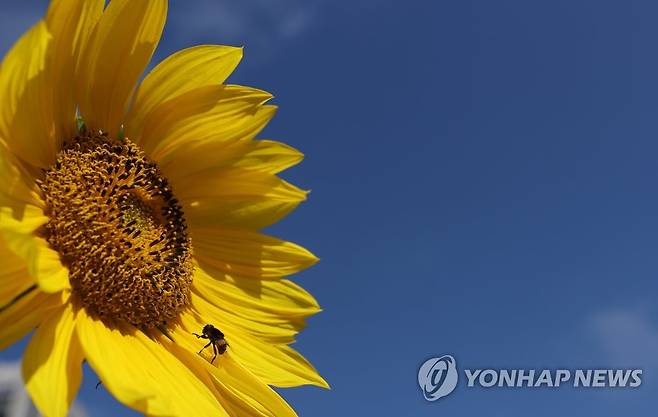 '어서와, 가을' (서울=연합뉴스) 이지은 기자 = 30일 서울 종로구 세종로공원 화단에 심어진 해바라기가 피어 있다. 2021.9.30 jieunlee@yna.co.kr