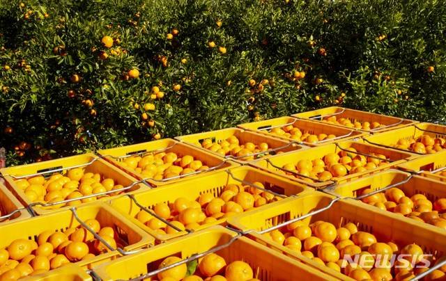 [제주=뉴시스] 수확 중인 제주 노지감귤. (사진=뉴시스DB)