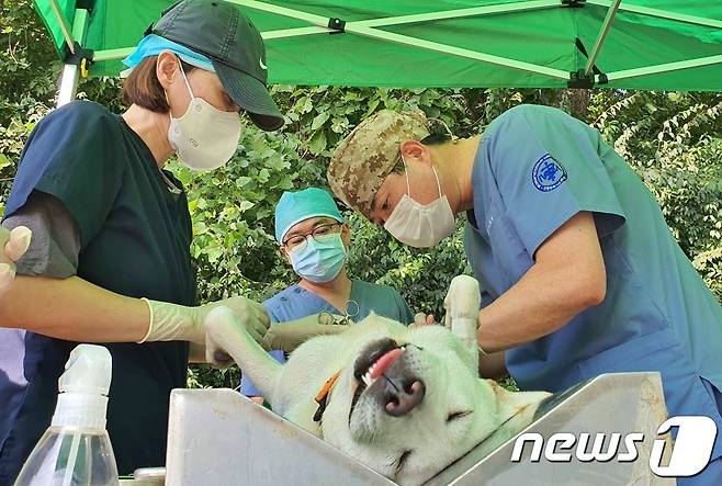 수의사들이 3일 인천 중구 영종역 인근에서 개들의 중성화 수술 봉사를 진행하고 있다. © 뉴스1 최서윤 기자