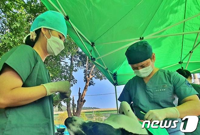 수의사들이 3일 인천 중구 영종역 인근에서 개들의 중성화 수술 봉사를 진행하고 있다. © 뉴스1 최서윤 기자