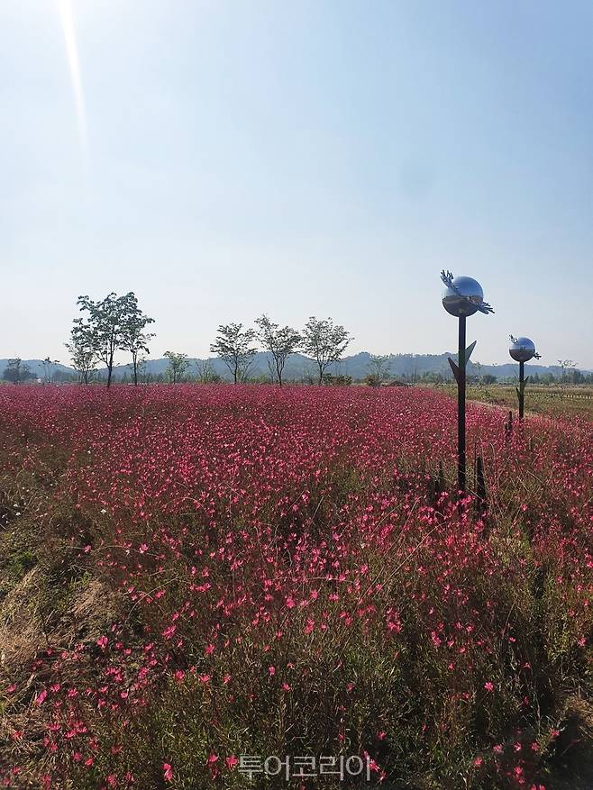 핑크빛 나비바늘꽃 활짝 피어난 '익산 용안생태습지'