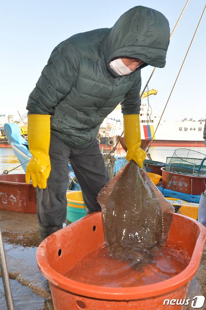 지난 4월 19일 경북 포항시 북구 송도동 포항수협활어위판장에서 어민이 방금 잡아온 대광어 한마리를 경매장으로 옮기고 있다. /사진=뉴스1