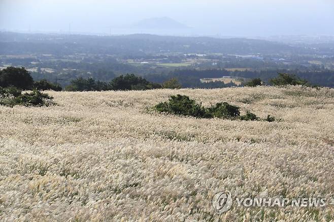 제주 중산간 억새 '장관' (제주=연합뉴스) 박지호 기자 = 4일 오후 제주시 애월읍 중산간에 은빛 억새가 활짝 피어 장관을 이루고 있다. 2021.10.4 jihopark@yna.co.kr