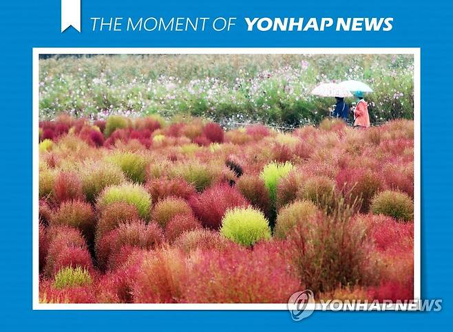 [모멘트] 붉게 물든 댑싸리 적시는 가을비 (시흥=연합뉴스) 홍기원 기자 = 가을비가 내린 6일 오후 경기도 시흥시 갯골생태공원에 댑싸리가 붉게 물들어가고 있다. 2021.10.6
     [THE MOMENT OF YONHAPNEWS] xanadu@yna.co.kr