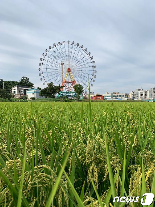 한낮에 바라본 삽교호놀이동산 관람차© 뉴스1