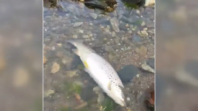 소양강에서 발견된 브라운 송어