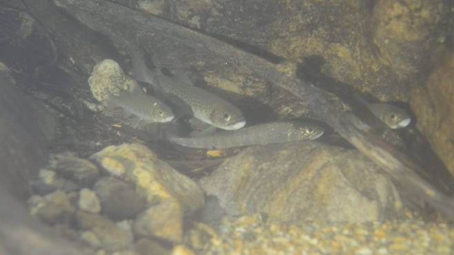 브라운송어와 서식지가 겹치는 멸종위기종 가시고기.