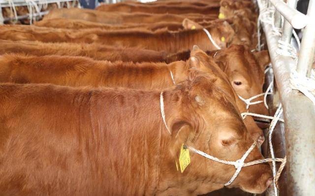 경주 우시장에 출하된 한우. 경주시 제공