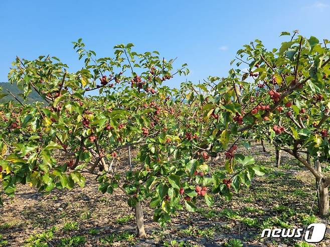 밀양시 산외면 대표 특산물인 꾸지뽕이 빨갛고 탐스럽게 익어 나무마다 촘촘히 매달려 있다. (밀양 산외면 제공) © 뉴스1