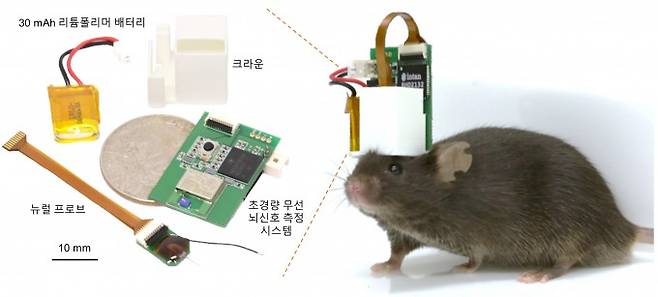 기초과학연구원(IBS)과 한국과학기술연구원(KIST) 공동연구팀이 생쥐 등 소형 동물에도 부착할 수 있는 초경량 무선 뇌신호 측정 시스템을 개발했다. IBS 제공