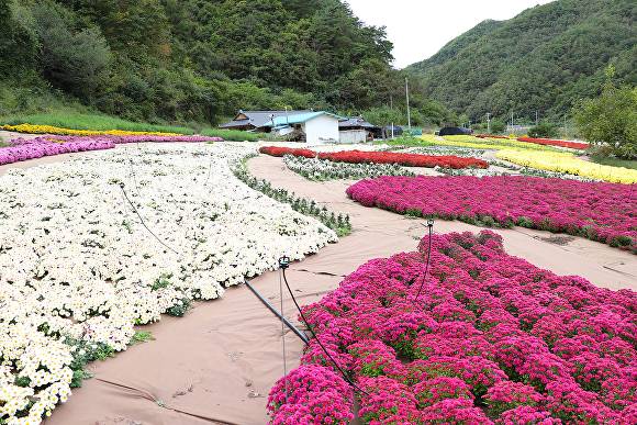 안동시 예안면 도촌리에 조성된 국화 단지. [사진=안동시]