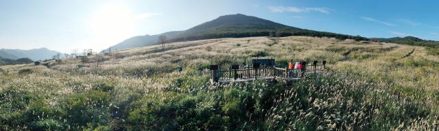 ▲밀양 재약산 사자평 억새 군락ⓒ밀양시