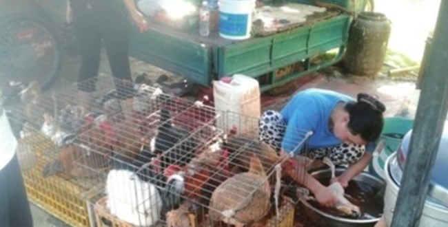 중국 시장에서 살아있는 오리, 거위 등을 즉석에서 손질해 판매하는 모습