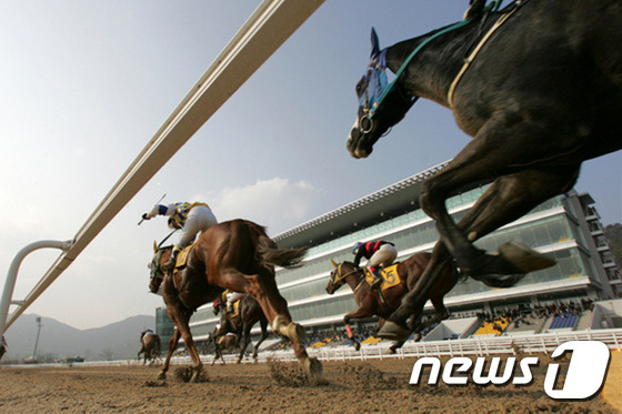 렛츠런파크 부산경남에서 경마 경기가 열리고 있다.(렛츠런파크 부산경남 제공)2016.8.24./뉴스1 © News1