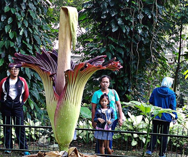 지난해 5월 인도네시아 보고르 식물원에 활짝 핀 시체꽃 아모르포팔루스 티타눔. 자카르타포스트 캡처