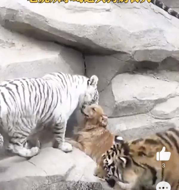 중국에서 레트리버 한 마리가 호랑이 우리에 들어가 호랑이들의 관심을 받고 있다. /사진= 중국 웨이보 캡처.