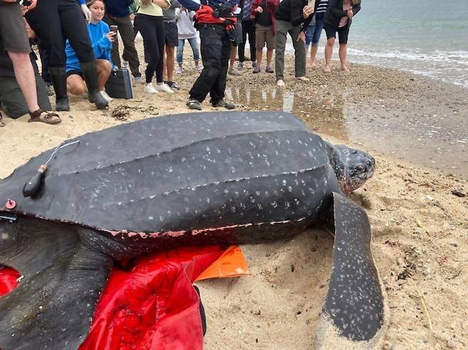 바다로 돌아가는 장수거북의 모습.(사진=NEAQ)