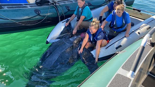 지난 7일 코드곶에서 구조된 또다른 장수거북이 바다로 돌아가는 모습.(사진=NEAQ)