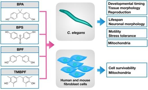 예쁜꼬마선충과 세포주를 활용한 비스페놀 대체물질 실험 모식도 [안전성평가연구소 제공. 재판매 및 DB 금지]