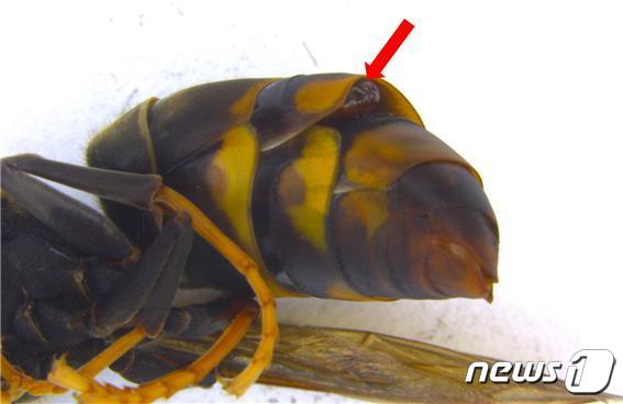 등검은말벌 배 마디 사이에 관찰되는 큰턱말벌부채벌레의 머리 부분© 뉴스1