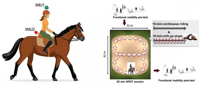 허필원 GIST 기계공학부 연구팀이 프리실라 라이트시 미국 텍사스 A&M주립대 교수팀과 함께 뇌성마비 환자의 보행재활을 위한 승마의 효과를 입증했다. GIST 제공