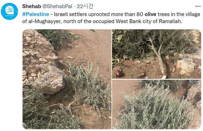 한 트위터 이용자가 15일(현지시간) 이스라엘 정착민들이 요르단강 서안 도시 라말라의 북쪽에 있는 한 마을에 80그루가 넘는 올리브나무를 베어냈다고 적었다. 트위터 화면 갈무리