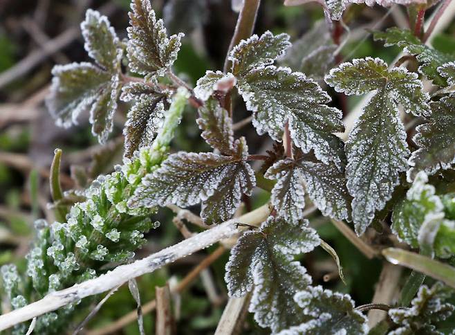 한파로 서리 내린 들판. 사진=연합