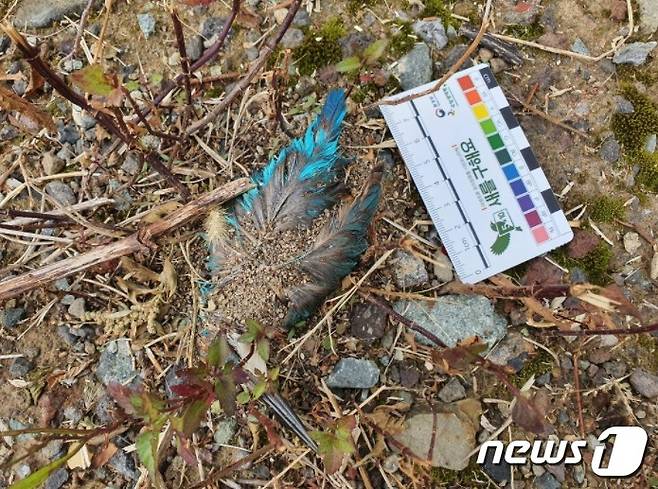 애월항 방진벽과 충돌해 죽은 물총새.(함승우씨 제공) 2021.10.16/뉴스1© News1