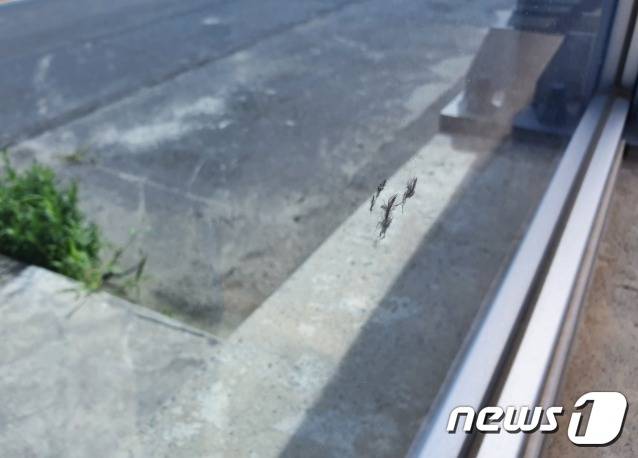 애월항 방진벽에 새가 충돌하며 달라붙은 깃털.(함승우씨 제공) 2021.10.16/뉴스1© News1