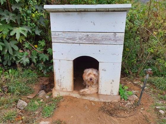 조현병 환자들이 꿀벌과 생활하는 경기도 화성 소재 양봉장에선 반려견이 이들을 맞아준다. 화성=강주안 기자