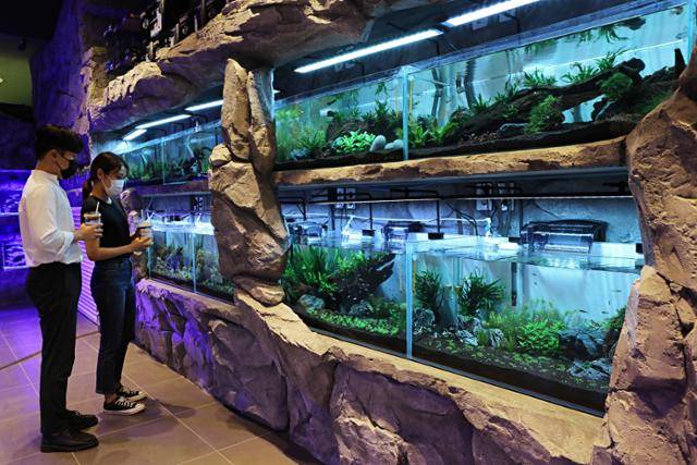 경기 화성시의 롯데백화점 동탄점 내 아쿠아리움 카페 '디.아쿠아 카페'(D.AQUA Cafe). 연합뉴스