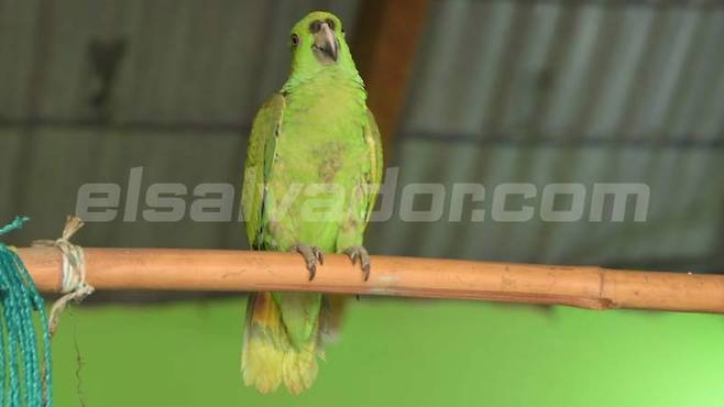 소년이 죽기 전 고향을 떠나며 남긴 마지막 말은 자신의 애완 앵무새를 잘 부탁한다는 말이었다./사진=엘살바도르닷컴