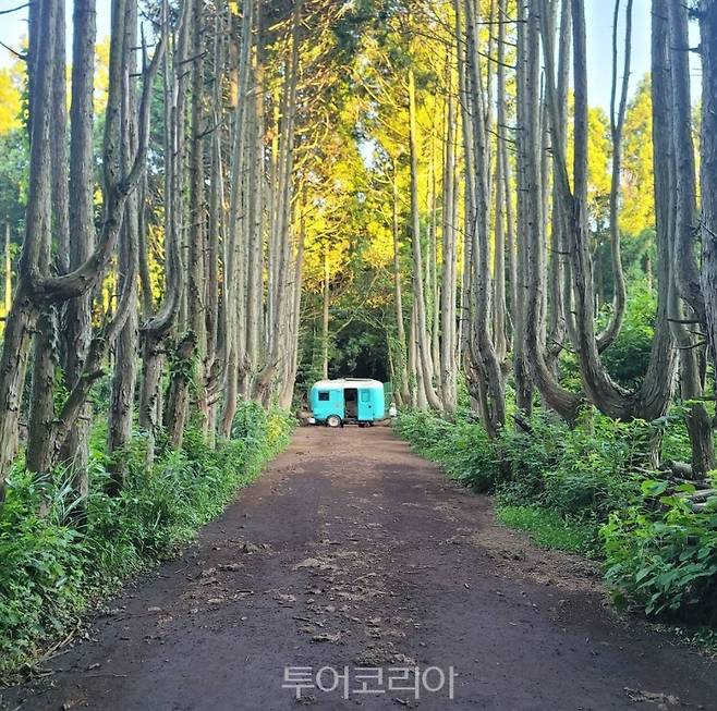 제주 안돌오름 비밀의숲