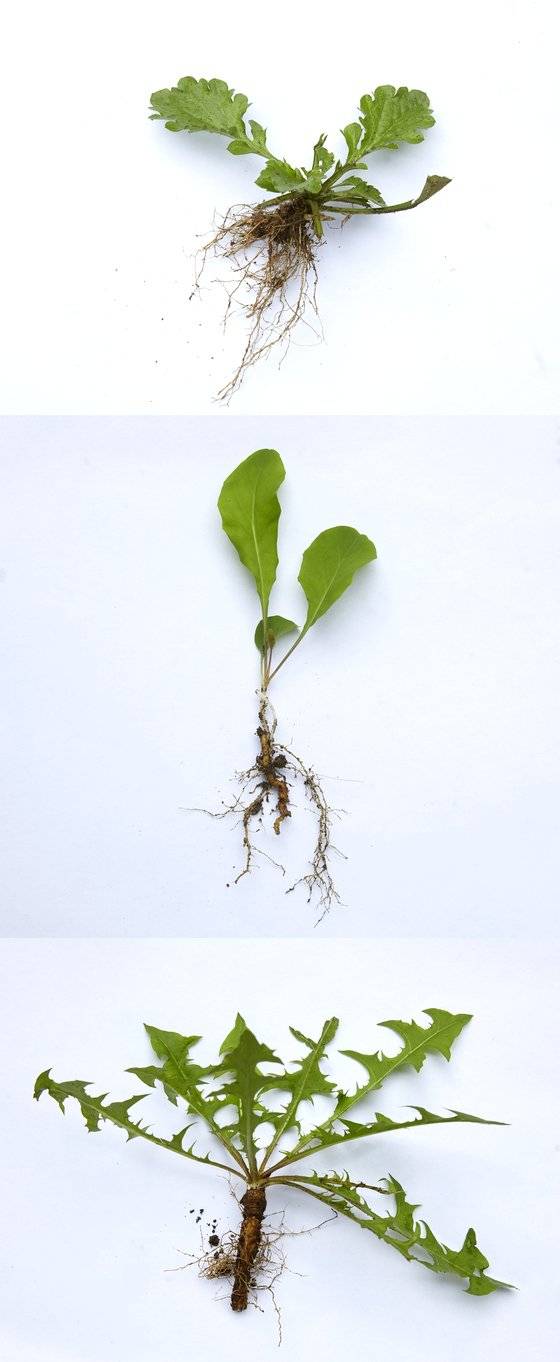 위에서부터 차례로 서울숲 화단에서 채취한 개망초·씀바귀·민들레. 모두 식용으로도 쓰이는 식물이지만 화단에서 자라는 경우 목적식물의 생장을 방해하는 잡초가 된다.