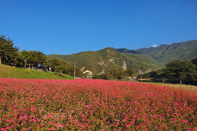 ▲붉은 메밀밭. ⓒ영월군
