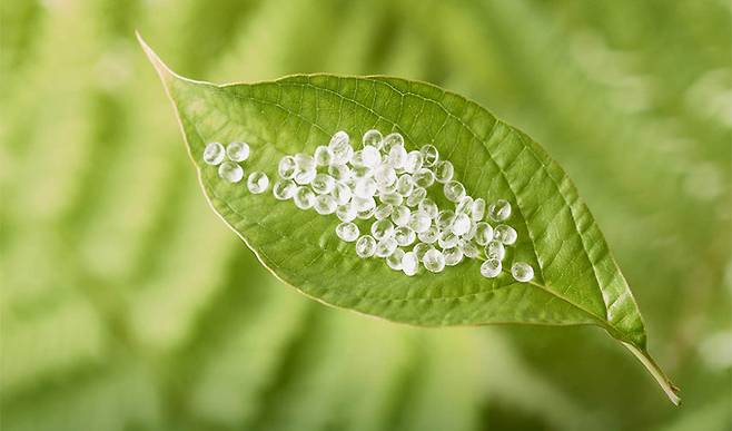 PLA 이미지. 출처=3dnatives.com