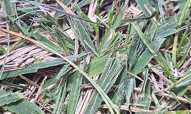 기상청이 18일 서울관측소에서 촬영한 첫서리 모습. 기상청 제공