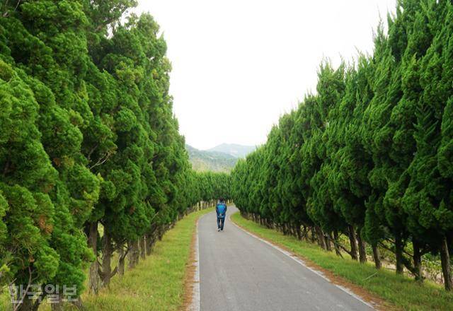 도초도 수국공원은 폐교와 마을 야산을 활용한 공원이다. 수국은 거의 지고 향나무 가로수가 푸르다.