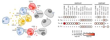 왼쪽부터 종양환경 내 TFH-B-TRM 림프구 협력체 모식도, EGFR 돌연변이와 EGFR 야생형 폐암에서의 면역세포 상호작용 분석./사진=연세대 의료원