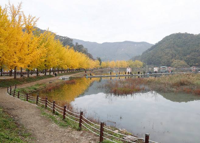 충북 괴산군 문광면 양곡리 양곡저수지 은행나무길 모습. 괴산군 제공.