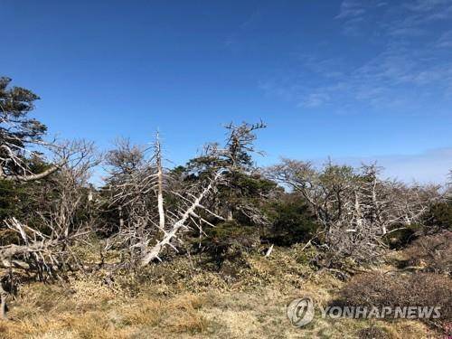 구상나무 고사목 [연합뉴스 자료사진]