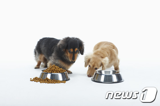 사료 먹는 강아지들 (사진 이미지투데이) © News1