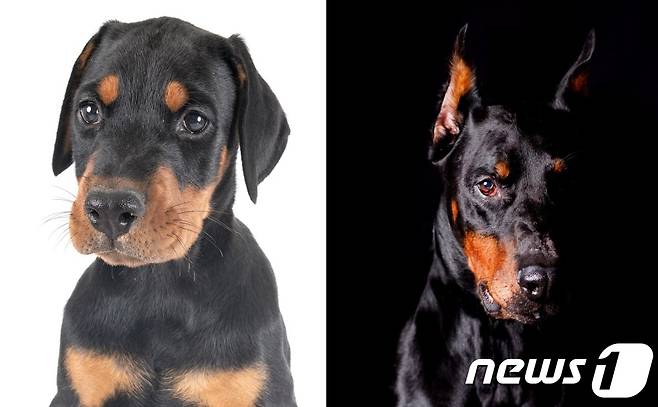 도베르만 핀셔는 원래 귀가 처져 있다. 오른쪽은 단이한 모습 (사진 이미지투데이) © 뉴스1