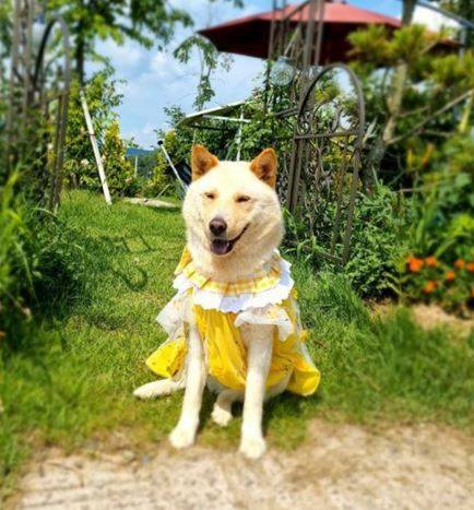 A씨 반려견/A씨 제공