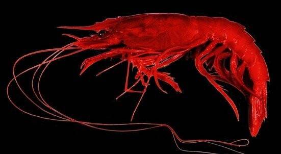 괴물 유생의 성체인 심해새우. 길이 14㎝로 수심 5000m 심해저에 산다. 유생은 수심 500m 중층을 떠다닌다. 케이스 크랜달 (2012) ‘생태학 및 진화’ 제공.